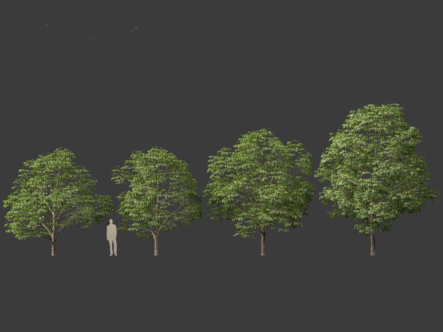 3D Aesculus hippocastanum - horse chestnut 03 https://p.turbosquid.com/ts-thumb/0i/yGmU23/vU/aesculus_hippocastanum_034/jpg/1696683467/1920x1080/fit_q87/f5c0a545fbe6cab4ad20b783743d5dcef89c8f44/aesculus_hippocastanum_034.jpg