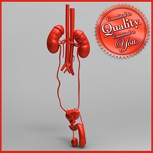 3d model human kidney