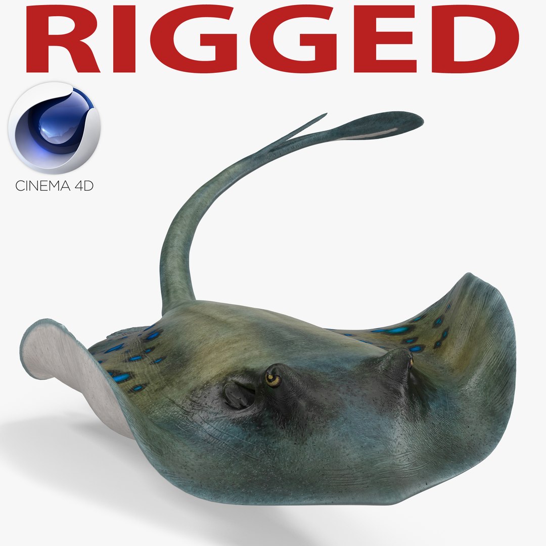 Spotted Stingray Rigged for Cinema 4D 3D model preview
