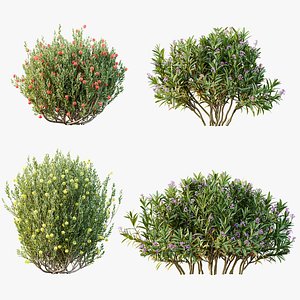 3D AV Spring flowering shrubs Nerium Rose Pink and Ixora Jasmine Coccinea Red Yellow