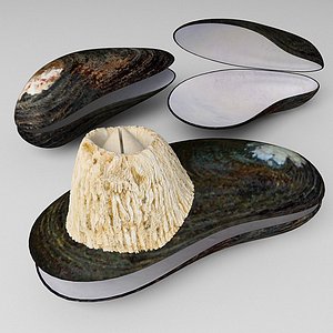 Mytilus seashell
