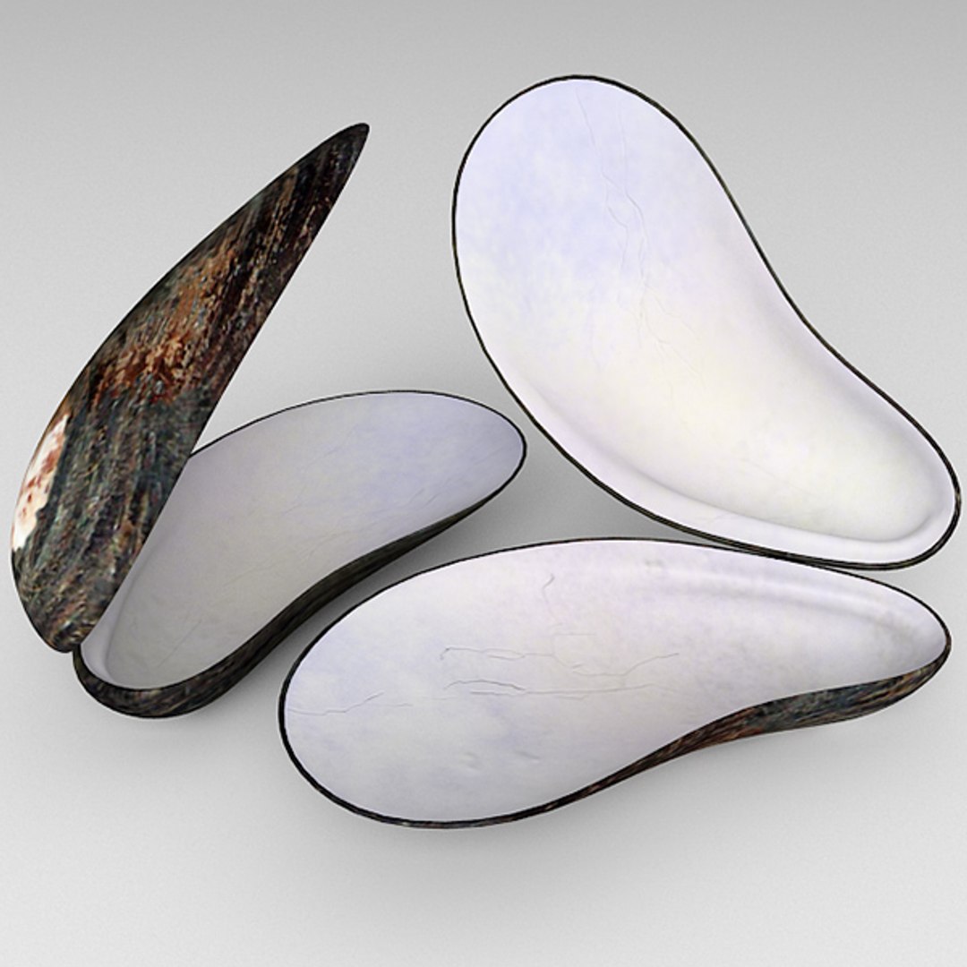 mussel mytilus max https://p.turbosquid.com/ts-thumb/0j/6GVQ4P/VhnZm1Xo/mytilus_04/jpg/1289435432/1920x1080/fit_q87/2b6799f73f8752ff0002aea81a0f32f11a73dbfb/mytilus_04.jpg