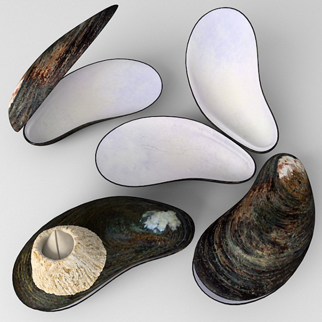 mussel mytilus max https://p.turbosquid.com/ts-thumb/0j/6GVQ4P/rkpInDsk/mytilus_03/jpg/1289435432/1920x1080/fit_q87/3b92bbd7af07b71bc8f7e1d01849eef2852e449c/mytilus_03.jpg