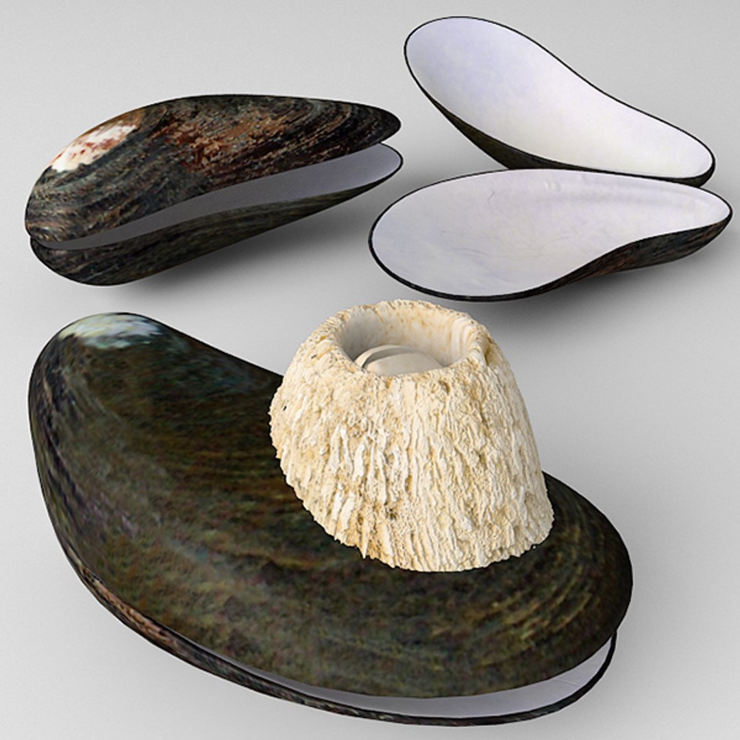 mussel mytilus max https://p.turbosquid.com/ts-thumb/0j/6GVQ4P/s8duCiNQ/mytilus_02/jpg/1289435432/1920x1080/fit_q87/763e1b94341793397b27b8dd1e5aa816fb44dff2/mytilus_02.jpg