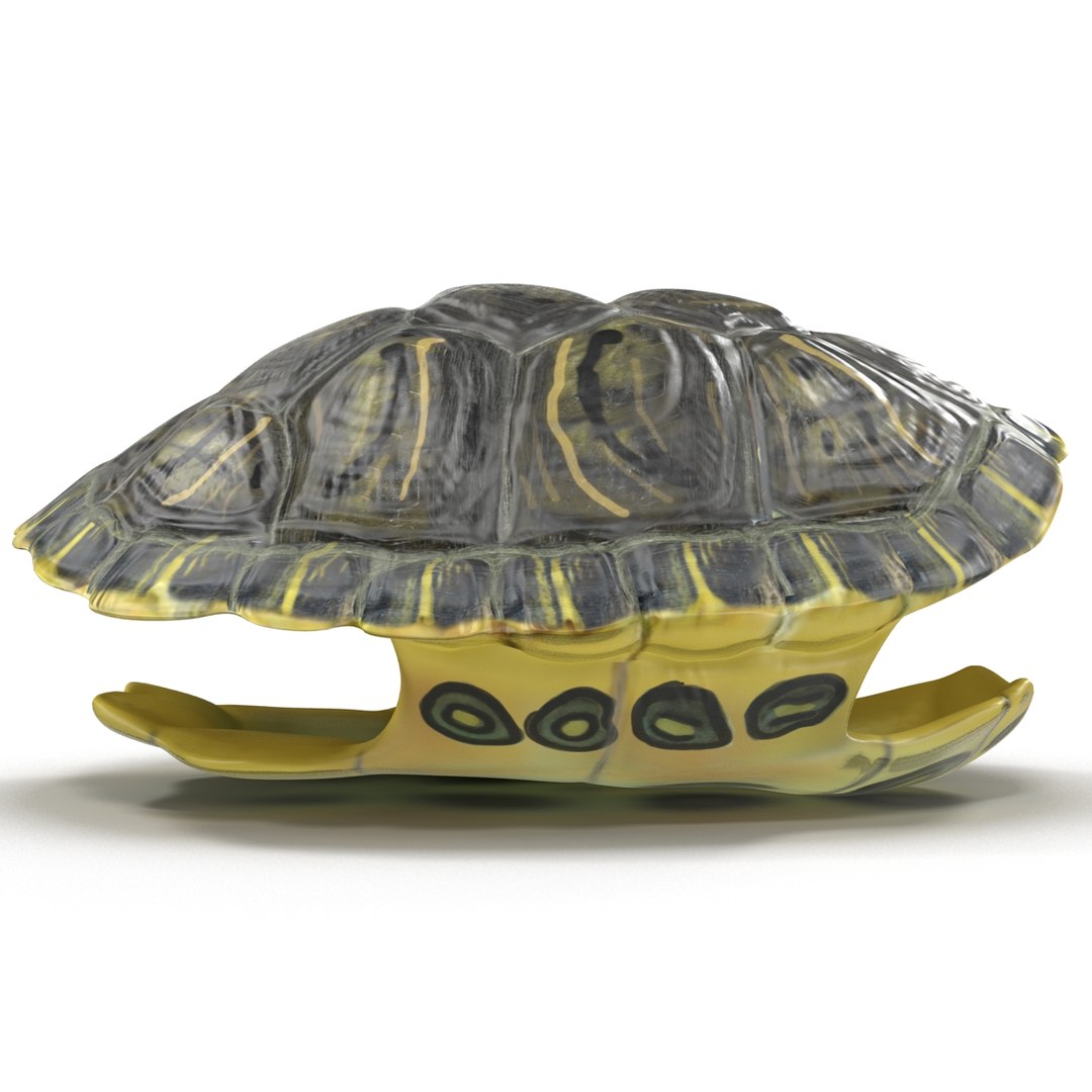 3d turtle shells https://p.turbosquid.com/ts-thumb/0j/Cuc8hL/0X8wdHkL/turtleshellscollection3dmodels22/jpg/1464526265/1920x1080/fit_q87/729bcf6e2f2283b0b73f35de2bccfe4c515a8f24/turtleshellscollection3dmodels22.jpg