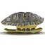3d turtle shells