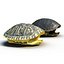 3d turtle shells