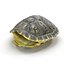 Turtle Shells 3D Models Collection