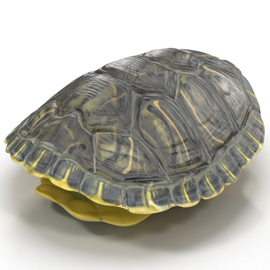 3d turtle shells https://p.turbosquid.com/ts-thumb/0j/Cuc8hL/8fQ8KhxB/turtleshellscollection3dmodels24/jpg/1464526266/1920x1080/fit_q87/e4550dc702092703f839cedec07e7ac96e7de6c3/turtleshellscollection3dmodels24.jpg