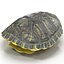 3d turtle shells