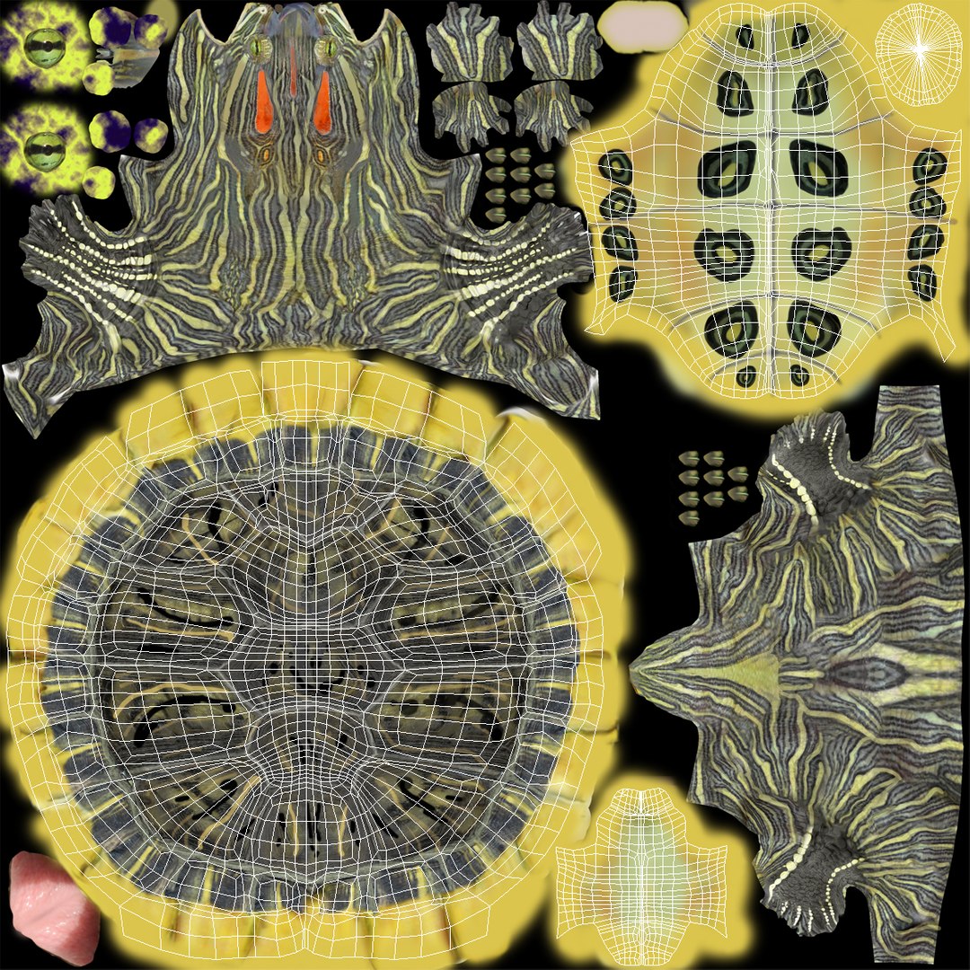 3d turtle shells https://p.turbosquid.com/ts-thumb/0j/Cuc8hL/BvOeGQbm/turtleshellscollection3dmodels33/jpg/1464526267/1920x1080/fit_q87/eae4d73a04834efcb749a87569c2913055161770/turtleshellscollection3dmodels33.jpg