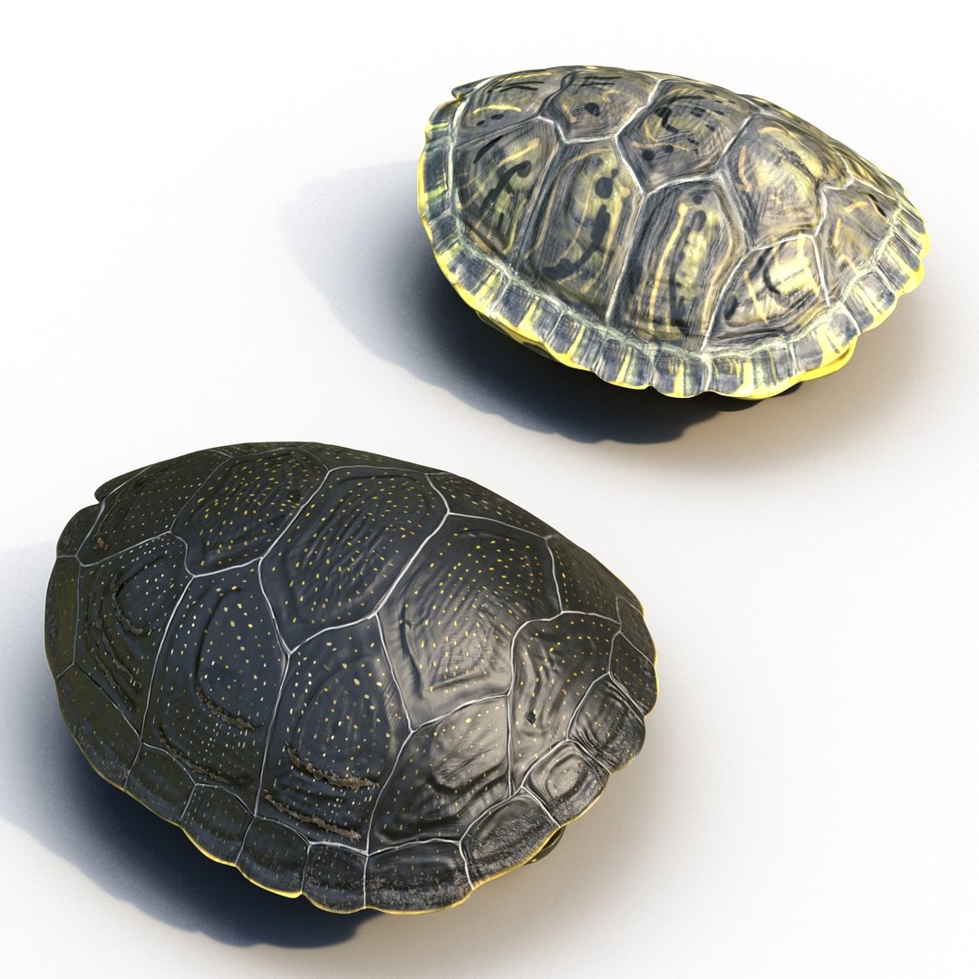 3d turtle shells https://p.turbosquid.com/ts-thumb/0j/Cuc8hL/DCCxmuCw/turtleshellscollection3dmodels06/jpg/1464526263/1920x1080/fit_q87/b3d17c04d3005c64a8ec6ec956e7528ff841b958/turtleshellscollection3dmodels06.jpg