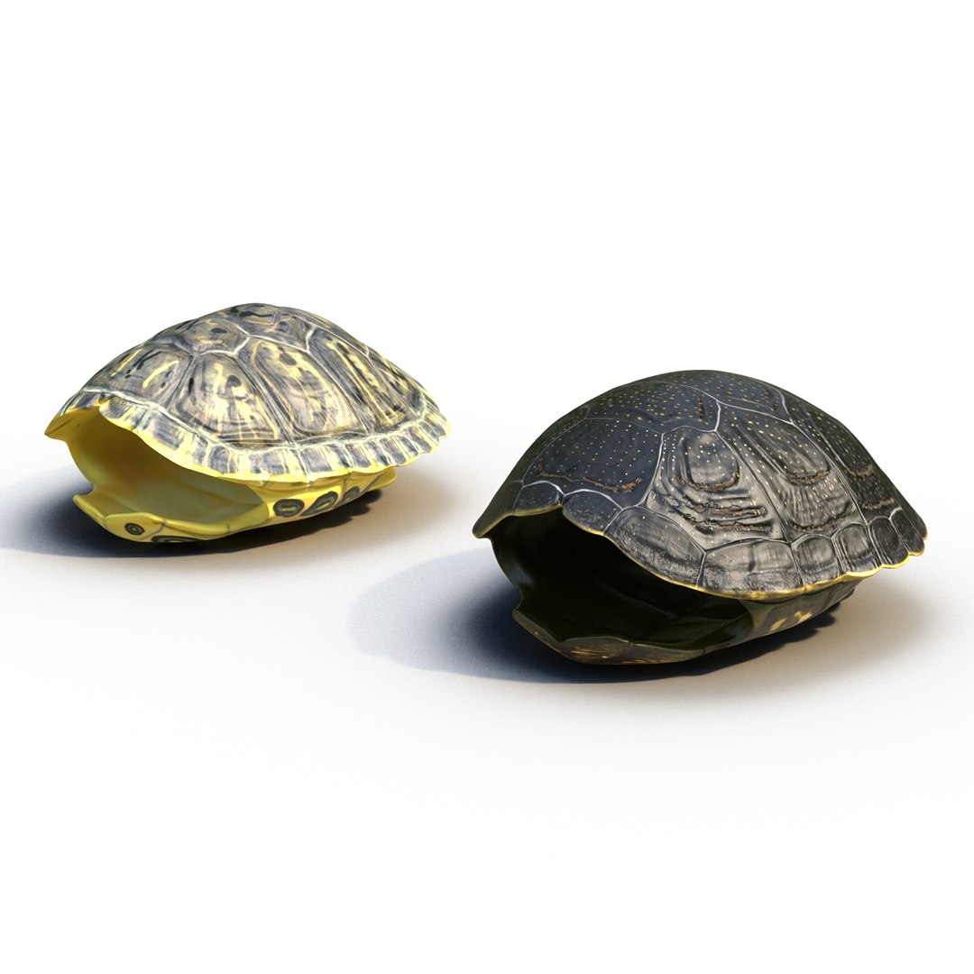 3d turtle shells https://p.turbosquid.com/ts-thumb/0j/Cuc8hL/DI5YORVp/turtleshellscollection3dmodels03/jpg/1464526263/1920x1080/fit_q87/4be161b7992ad1aa130ae12aa6136972a5fdd25a/turtleshellscollection3dmodels03.jpg