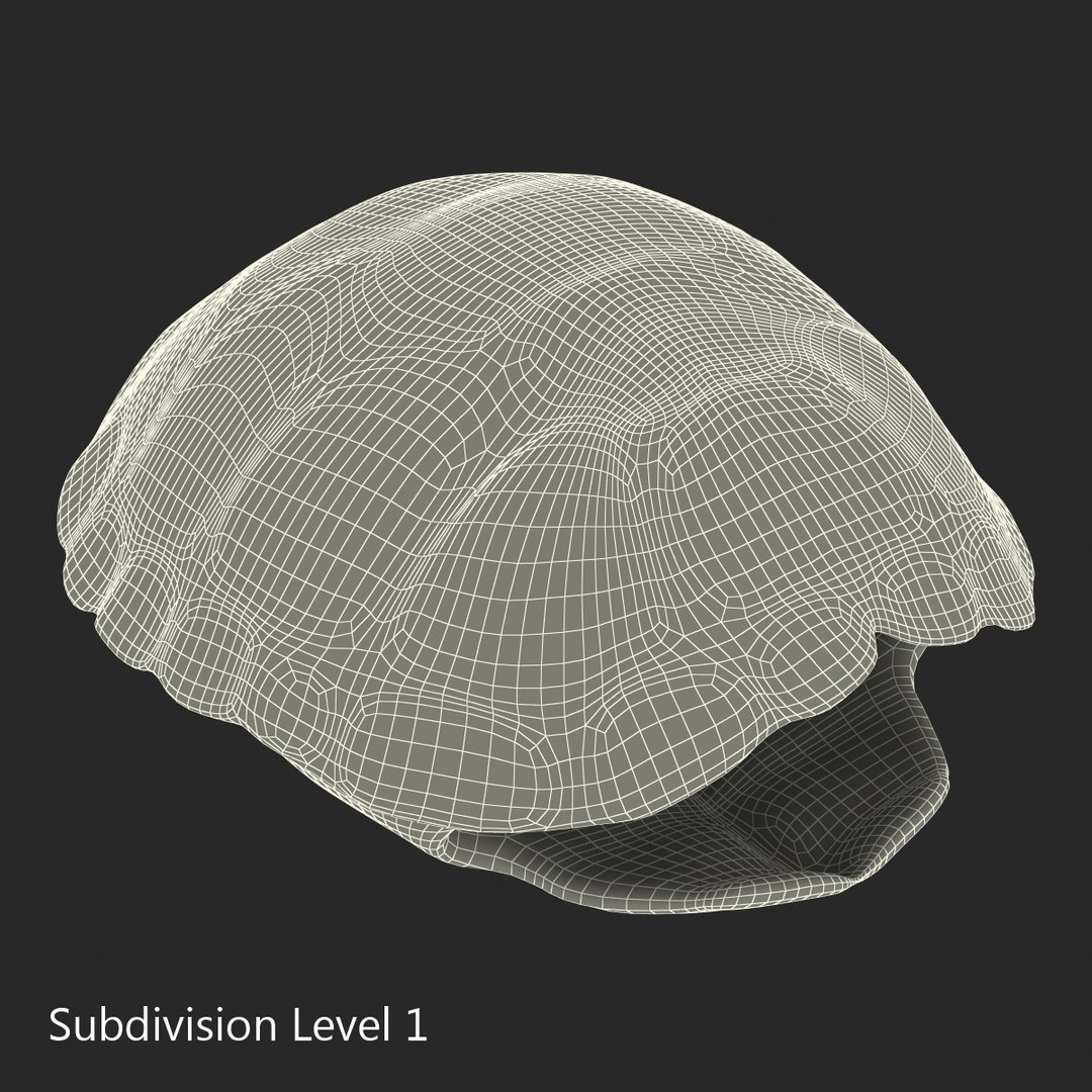3d turtle shells https://p.turbosquid.com/ts-thumb/0j/Cuc8hL/Fia7ehnw/turtleshellscollection3dmodels30/jpg/1464526266/1920x1080/fit_q87/eca9e35b0667b42232de13d47a81c59dc95173f0/turtleshellscollection3dmodels30.jpg