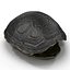 3d turtle shells