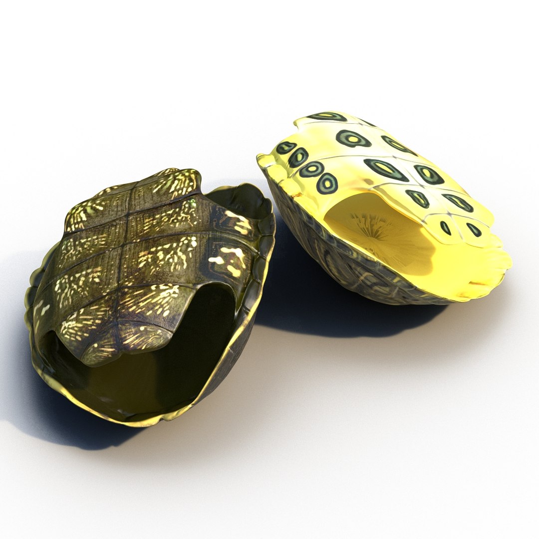 3d turtle shells https://p.turbosquid.com/ts-thumb/0j/Cuc8hL/SIfthTT4/turtleshellscollection3dmodels11/jpg/1464526264/1920x1080/fit_q87/7e87ed843e90b2fe232636b9ebf37cc31a3b6378/turtleshellscollection3dmodels11.jpg