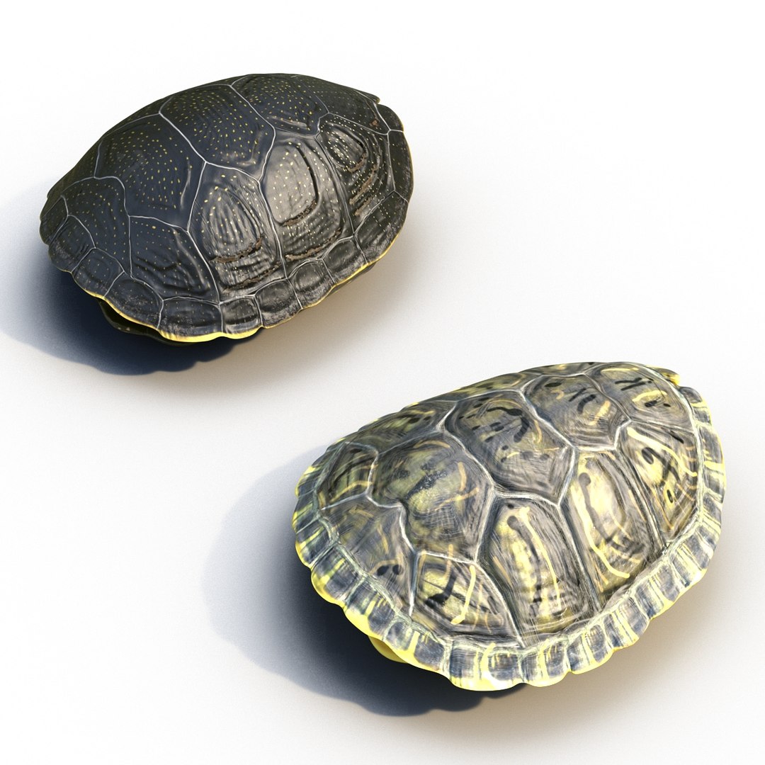 3d turtle shells https://p.turbosquid.com/ts-thumb/0j/Cuc8hL/W01riPwg/turtleshellscollection3dmodels05/jpg/1464526263/1920x1080/fit_q87/638a7fccc564059e32a2deb152bb31760a1db650/turtleshellscollection3dmodels05.jpg