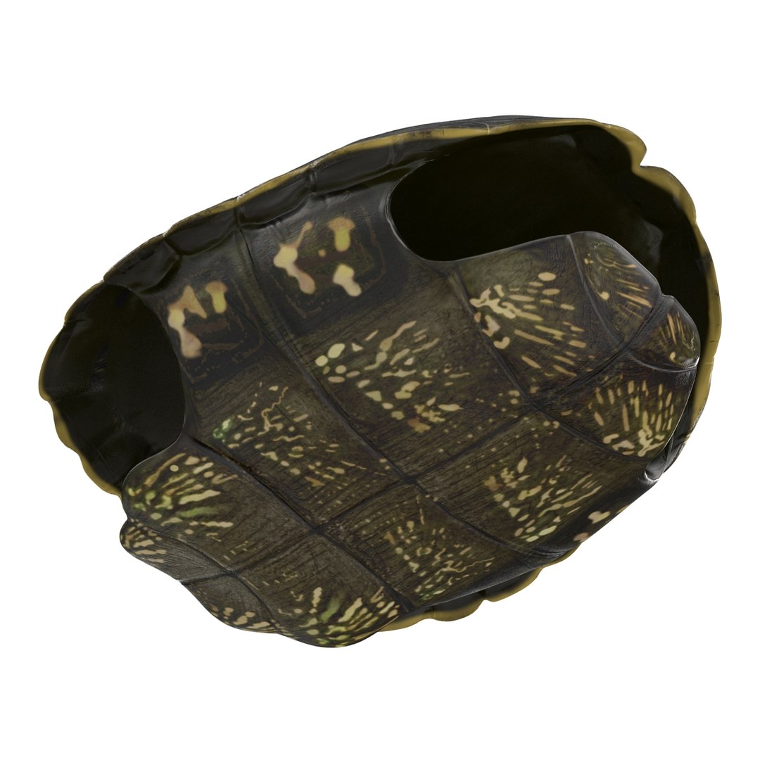 3d turtle shells https://p.turbosquid.com/ts-thumb/0j/Cuc8hL/X5g3MEU1/turtleshellscollection3dmodels20/jpg/1464526265/1920x1080/fit_q87/e04c3717f18a1f938b8cf368b73d44f8498c42e2/turtleshellscollection3dmodels20.jpg