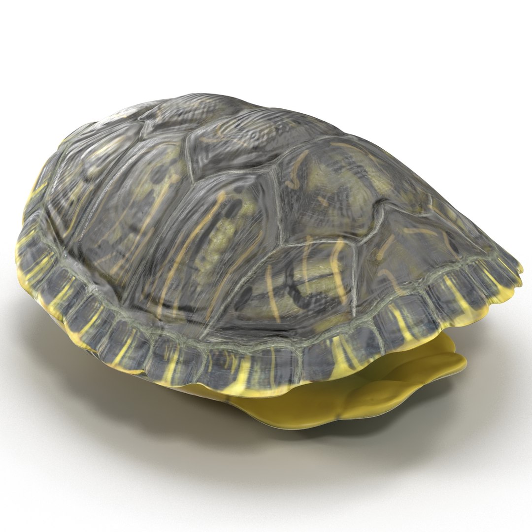 3d turtle shells https://p.turbosquid.com/ts-thumb/0j/Cuc8hL/fOnwZKqZ/turtleshellscollection3dmodels23/jpg/1464526265/1920x1080/fit_q87/7a327391acbc8316b36a6d23e8c6392a3338c13f/turtleshellscollection3dmodels23.jpg