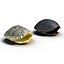 3d turtle shells
