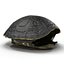 3d turtle shells