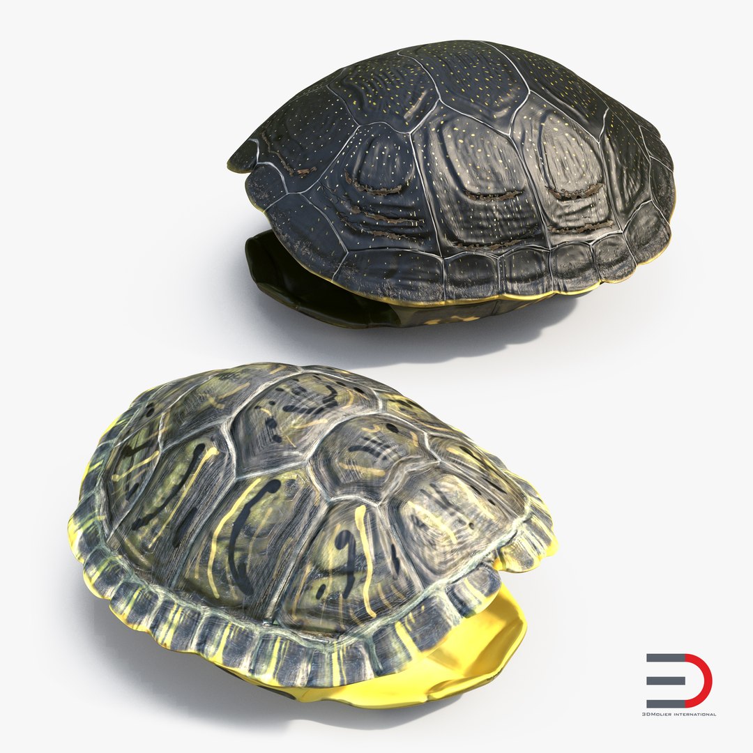 3d turtle shells https://p.turbosquid.com/ts-thumb/0j/Cuc8hL/s01UncD9/turtleshellscollection3dmodels01/jpg/1464526262/1920x1080/fit_q87/8e465bc3c067f8fdf18f1b9f90eb2a256dcd870b/turtleshellscollection3dmodels01.jpg