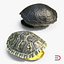 3d turtle shells