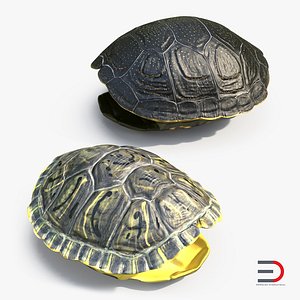Turtle Shells 3D Models Collection