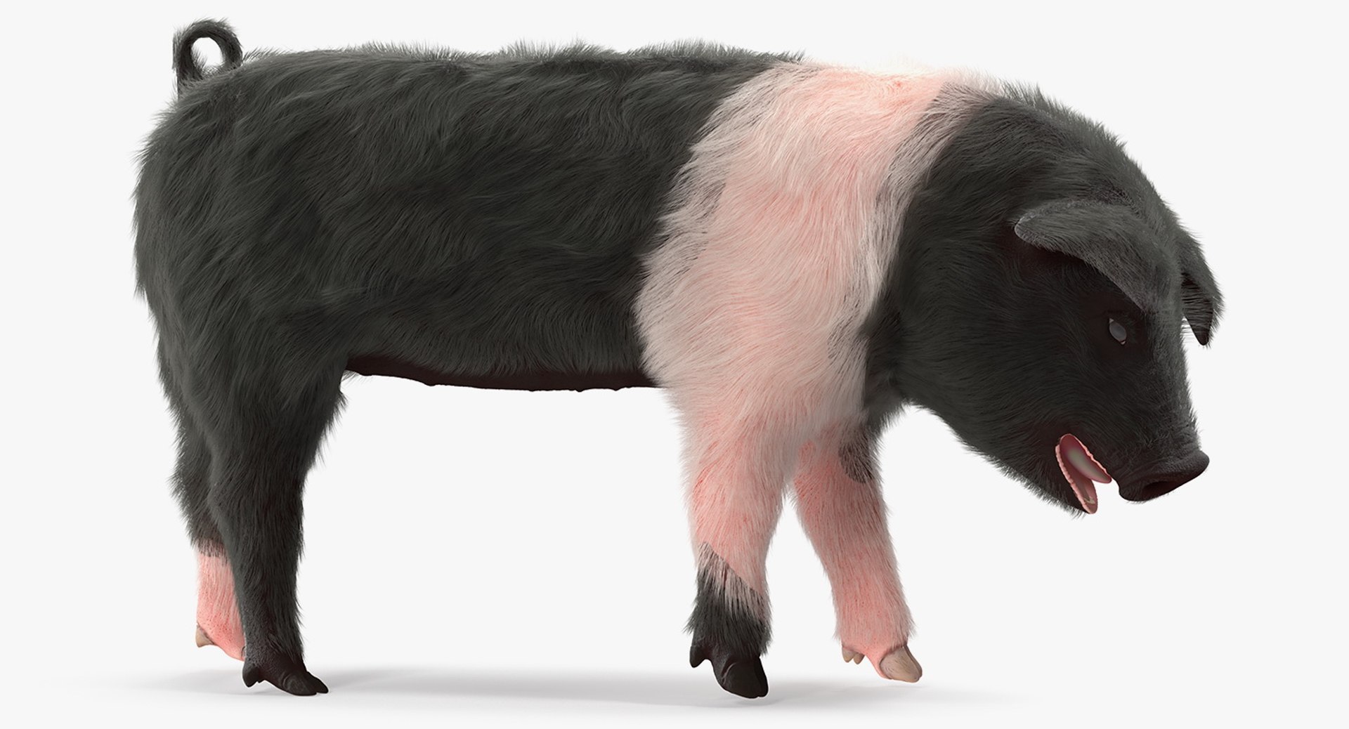 Hampshire Pig Piglet with Fur Standing Pose 3D Model 3D model preview