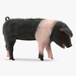 3D hampshire pig piglet standing model