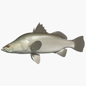 barramundi swimming 3d model