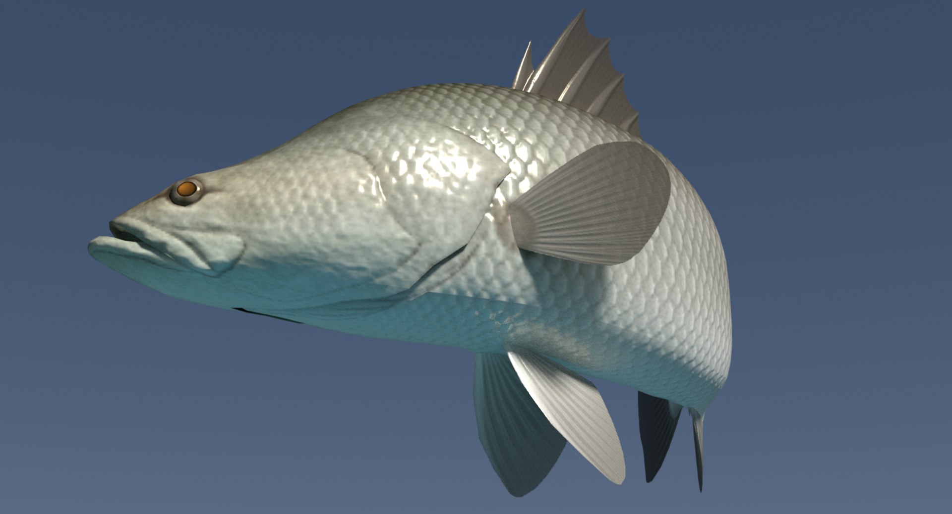 barramundi swimming 3d model https://p.turbosquid.com/ts-thumb/0j/l0tuqI/DVCJNI1D/barramundiimage2/png/1566716900/1920x1080/fit_q87/7819f00f410ed8084fbedae688fd2a5b093a62c9/barramundiimage2.jpg