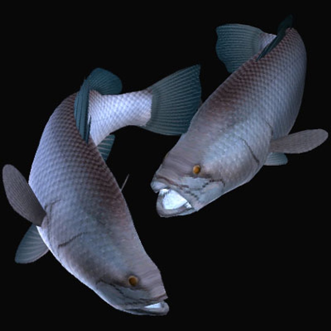 barramundi swimming 3d model https://p.turbosquid.com/ts-thumb/0j/l0tuqI/Hkx2Bhst/barramundia/jpg/1566717027/1920x1080/fit_q87/2435517dfd83889e04c104337dfc6d7c2dec4187/barramundia.jpg