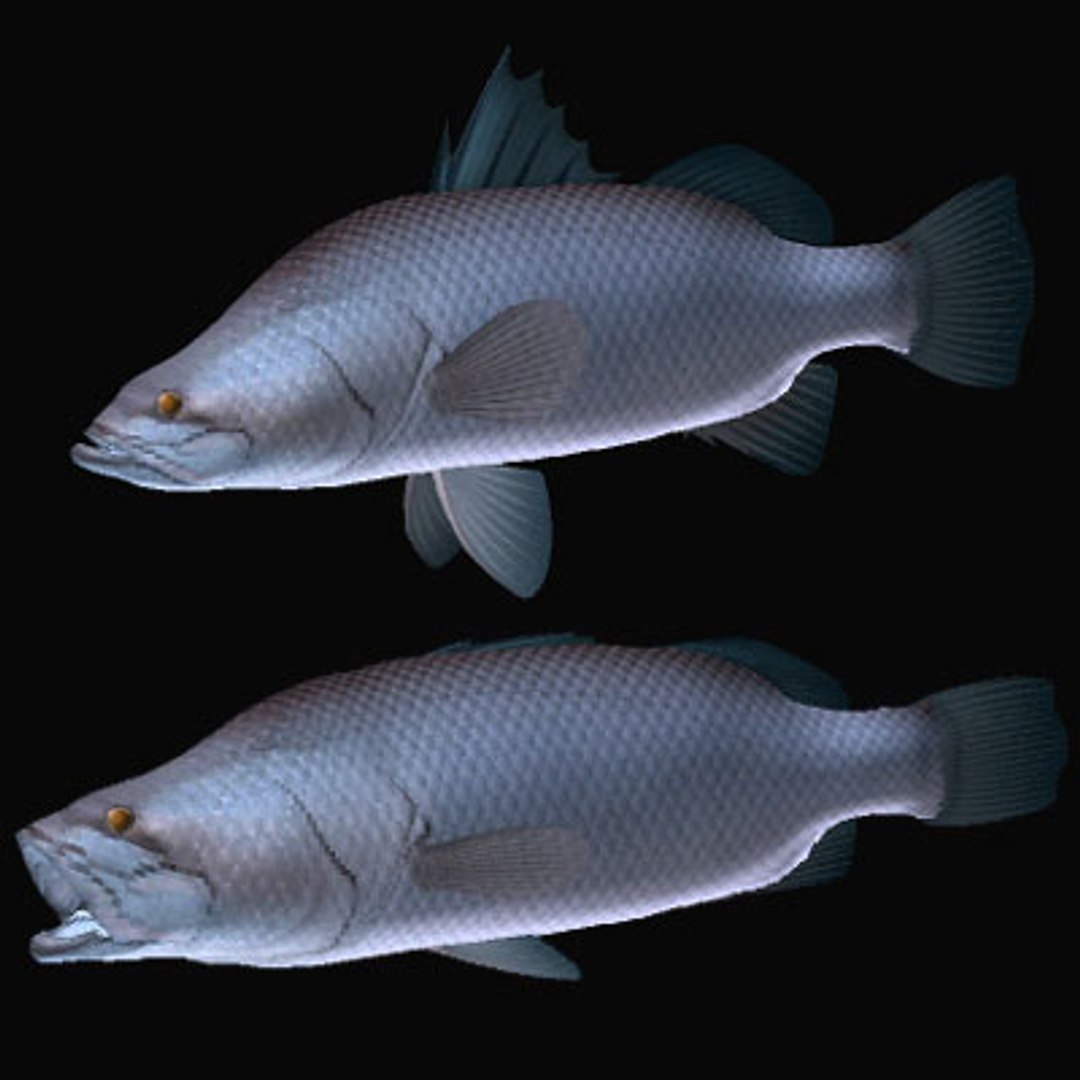barramundi swimming 3d model https://p.turbosquid.com/ts-thumb/0j/l0tuqI/NiQZg3Vs/barramundib/jpg/1566717027/1920x1080/fit_q87/0195e131c357c08354303c1396f68e7c2cdbeb00/barramundib.jpg