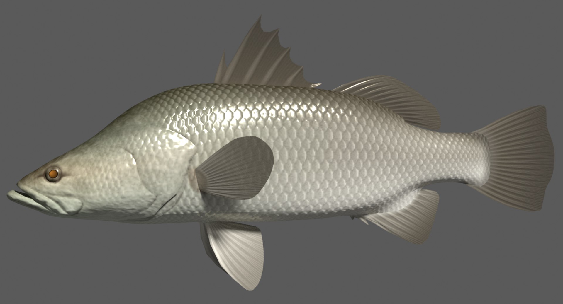 barramundi swimming 3d model https://p.turbosquid.com/ts-thumb/0j/l0tuqI/SQHkzsHr/barramundiimage/png/1566716900/1920x1080/fit_q87/1f8fd10b280411a9b7e0470f2f847bef2d55c37f/barramundiimage.jpg