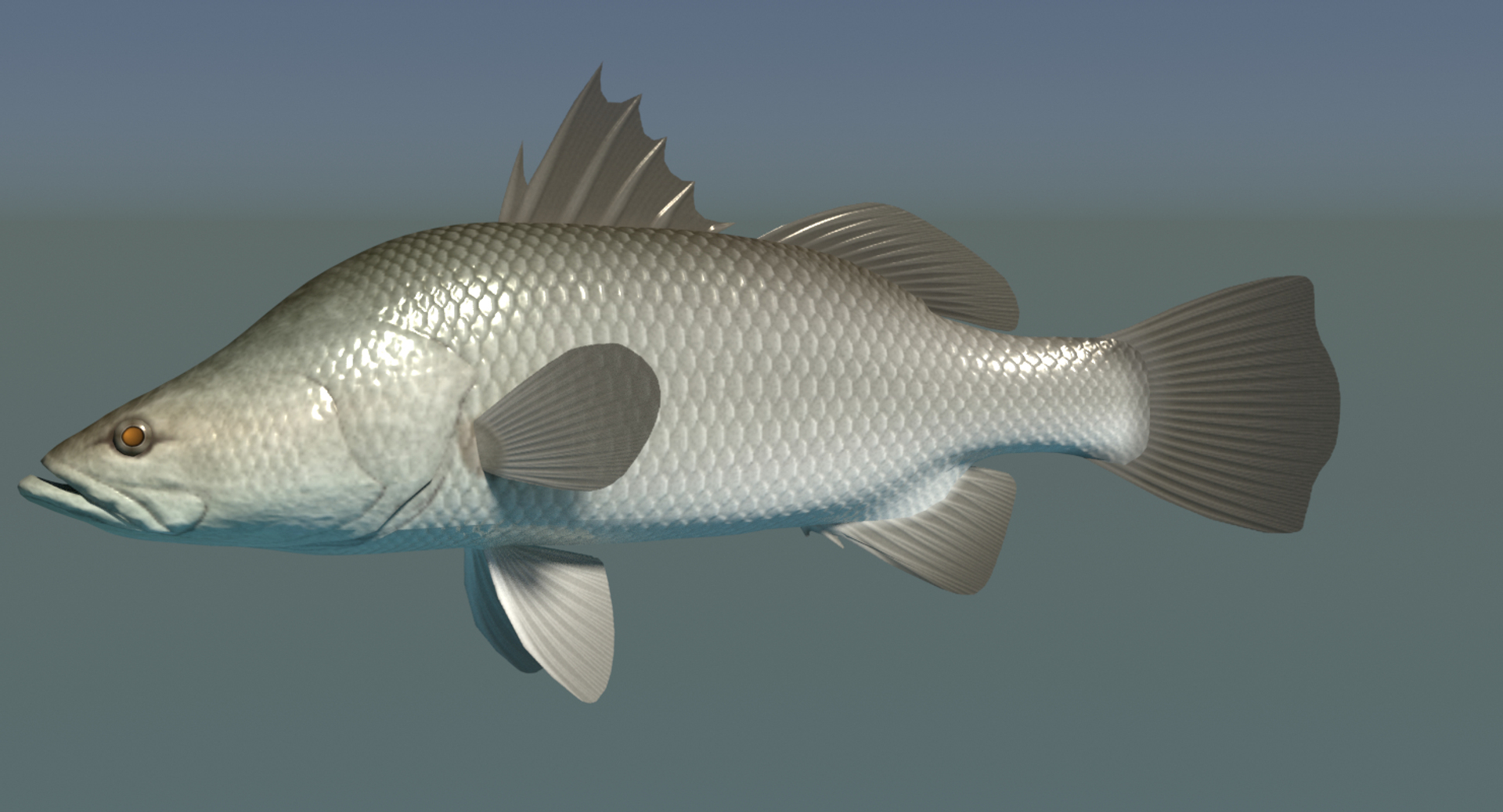 barramundi swimming 3d model https://p.turbosquid.com/ts-thumb/0j/l0tuqI/g9bWGbW0/turntable_0000.pnge3eb628e5f5c499987db3956063e60b4defaulthq/jpg/1566716948/1920x1080/turn_fit_q99/5b20ea8a336caf0dceacee34fcbf94ba41b9759c/turntable_0000.pnge3eb628e5f5c499987db3956063e60b4defaulthq-1.jpg