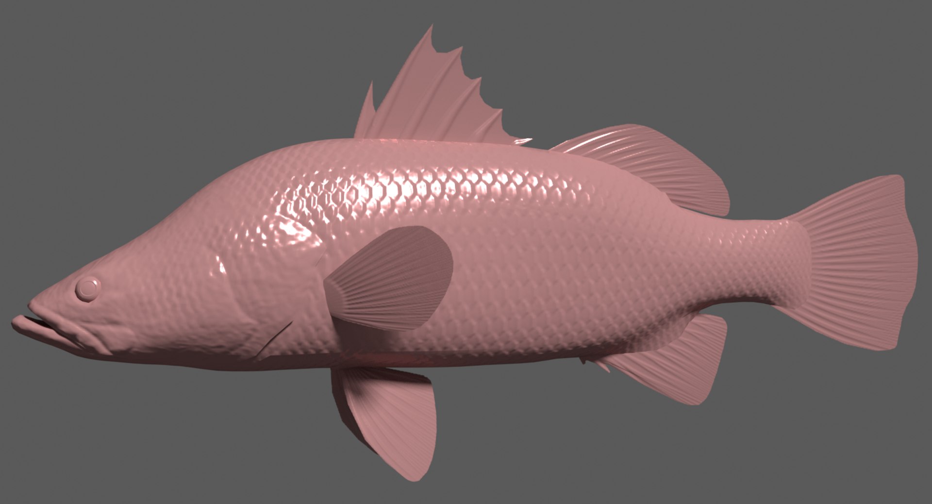 barramundi swimming 3d model https://p.turbosquid.com/ts-thumb/0j/l0tuqI/lJxBRzAl/barramundibump/png/1566716900/1920x1080/fit_q87/ae0878b442677cef004c98908ab3f2f7ba12784f/barramundibump.jpg