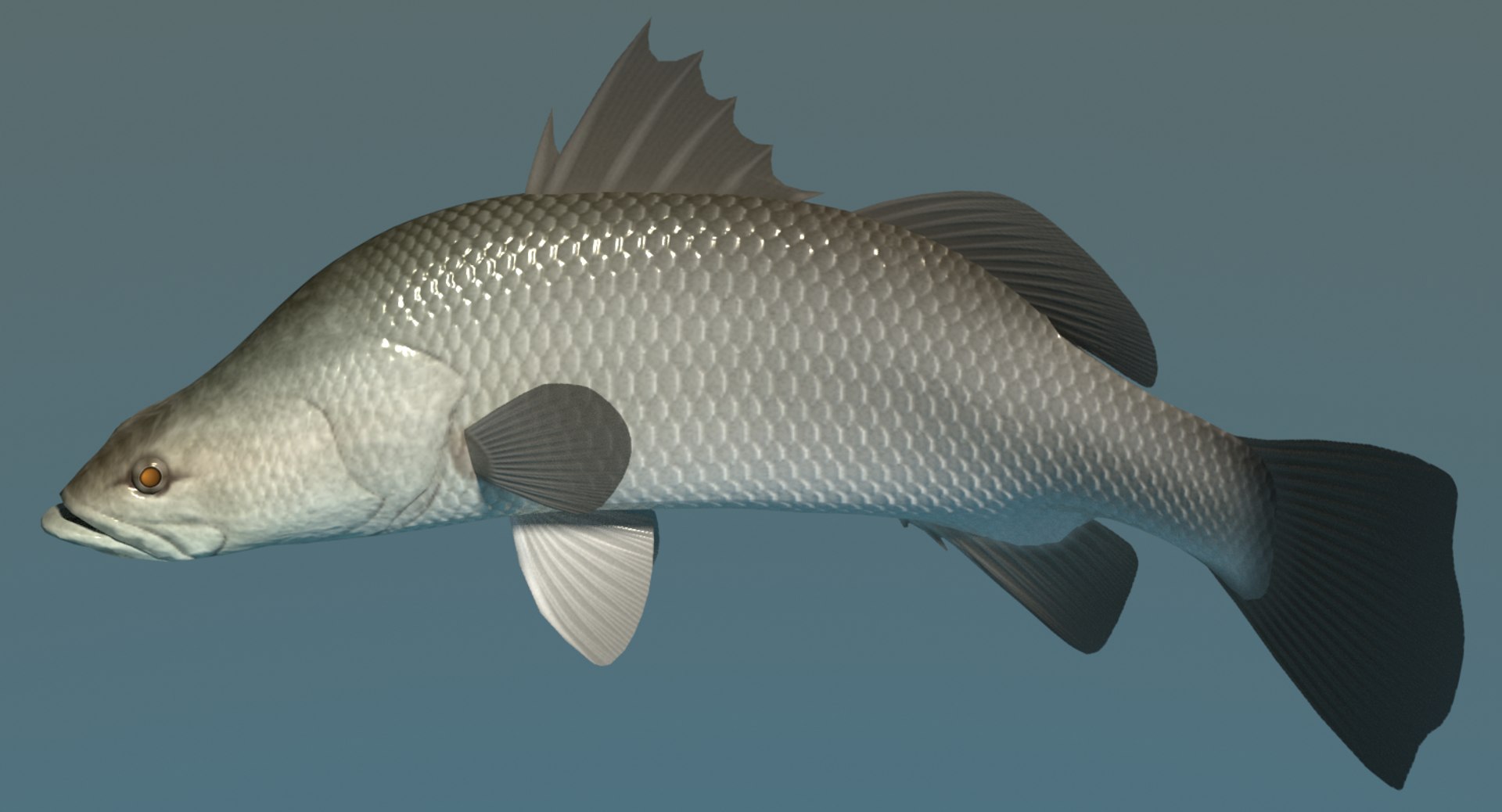 barramundi swimming 3d model https://p.turbosquid.com/ts-thumb/0j/l0tuqI/rzyH31on/barramundiimage1/png/1566716900/1920x1080/fit_q87/1431d70fe50319d5b86b109c4fdbcd4d567f61ae/barramundiimage1.jpg