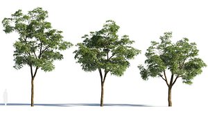 3D Sophora japonica a