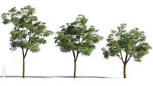 Sophora japonica a