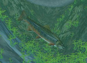 3d swimming fish model
