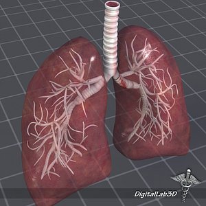 human lungs anatomy 3d model