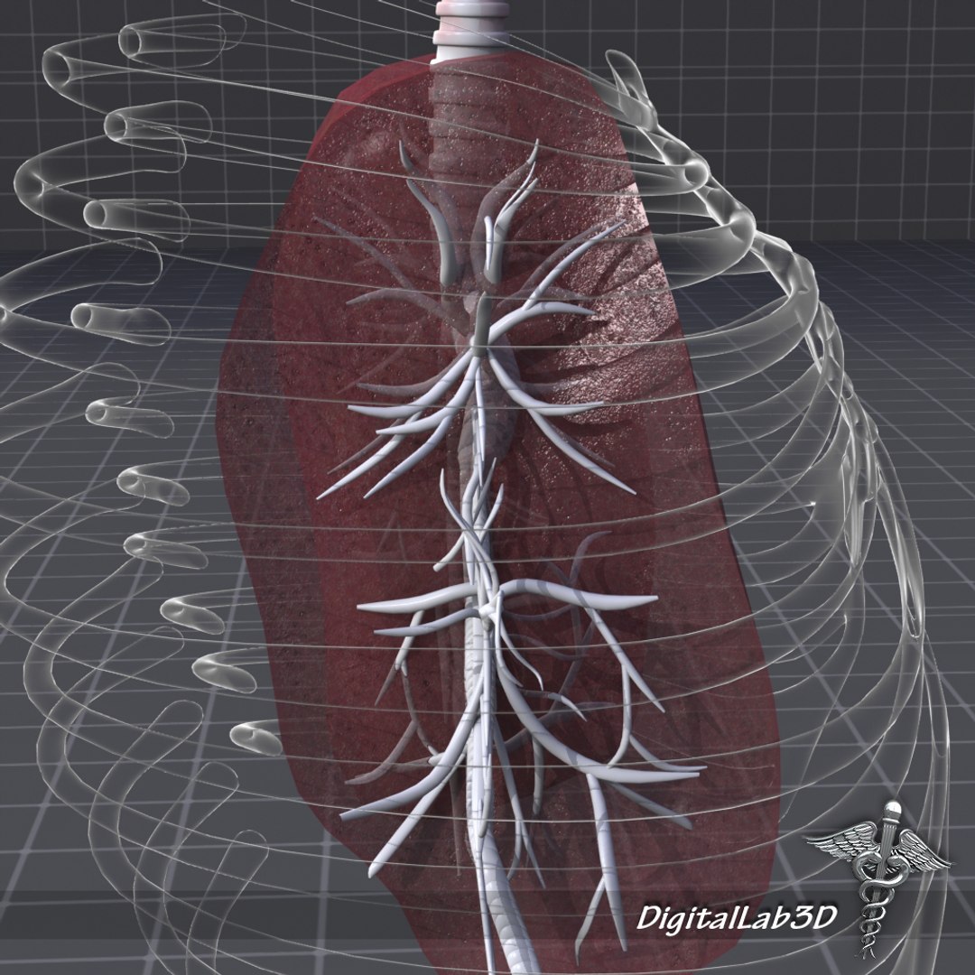 Human Lungs Anatomy 3d Model