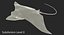 Eagle Ray Rigged