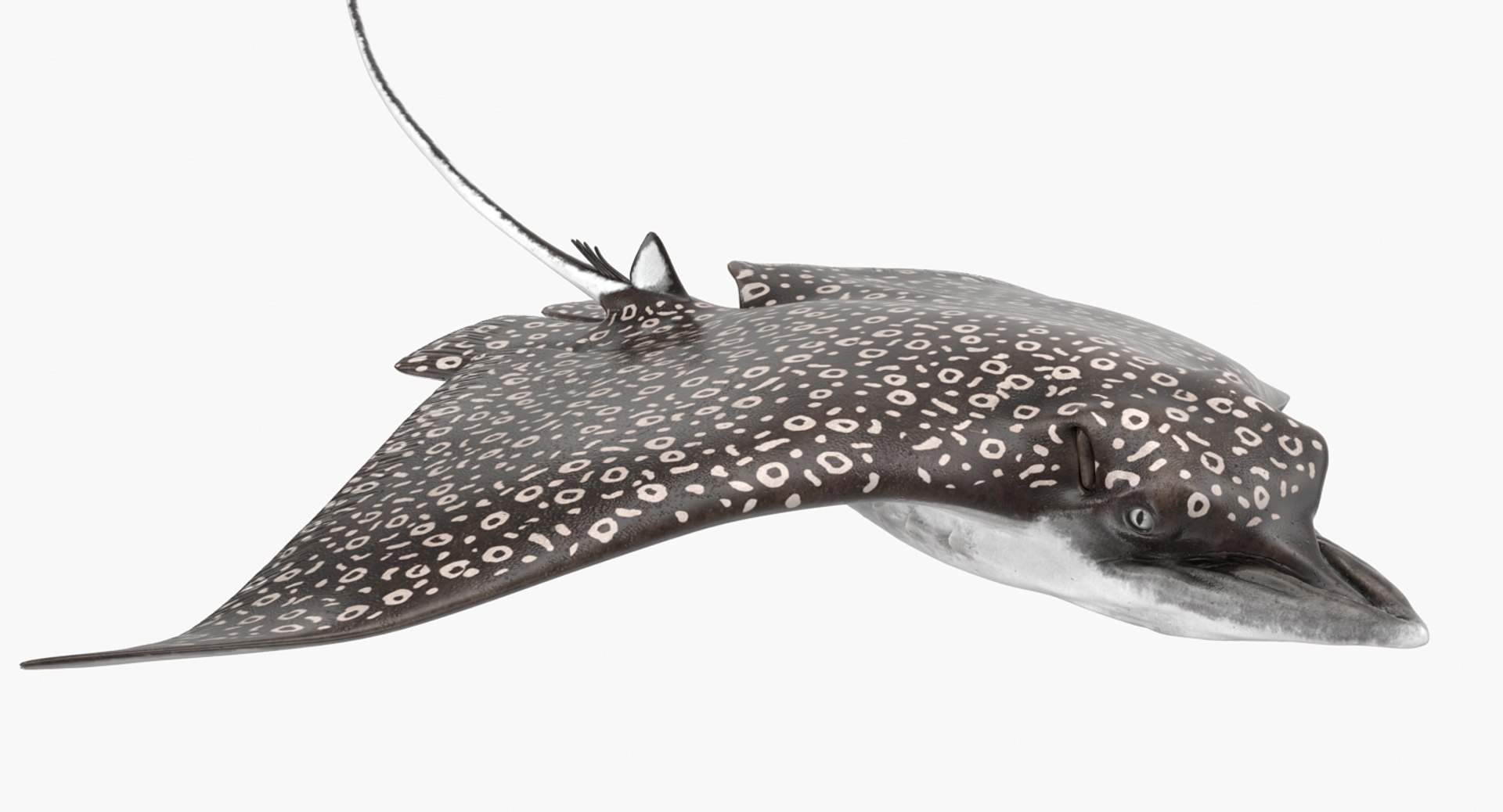 eagle rigged max https://p.turbosquid.com/ts-thumb/0k/B6LZHF/fQ5ssp7U/eaglerayrigged3dsmaxvray3dmodel09/jpg/1473073575/1920x1080/fit_q87/3e0f4994a835998279f164166d0d62e1da1a0fb2/eaglerayrigged3dsmaxvray3dmodel09.jpg