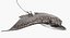 Eagle Ray Rigged