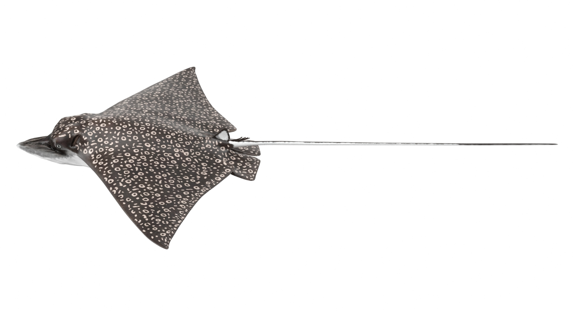 eagle rigged max https://p.turbosquid.com/ts-thumb/0k/B6LZHF/hFMV3dO0/eagle_ray_rigged_360/jpg/1473073565/1920x1080/turn_fit_q99/56b6bb8a79cf8b68509494af782d2887372b59bd/eagle_ray_rigged_360-1.jpg