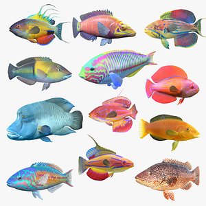 Wrasse Fish Collection 1-12