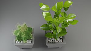 plants cactus flora nature 3D model