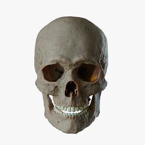 Skull 3D